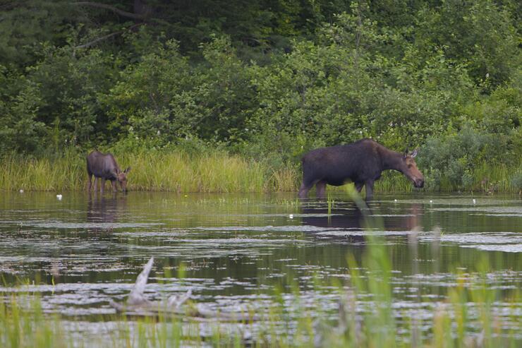 Nipigon lake online